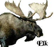 The Elk - Arctic Heater