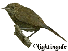 Unfrozen Nightingale